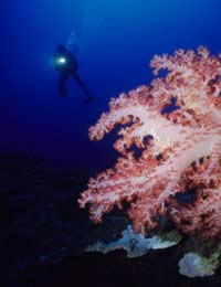 The Thrills Of Night Diving